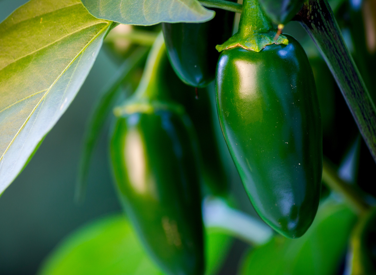 Jalapeño