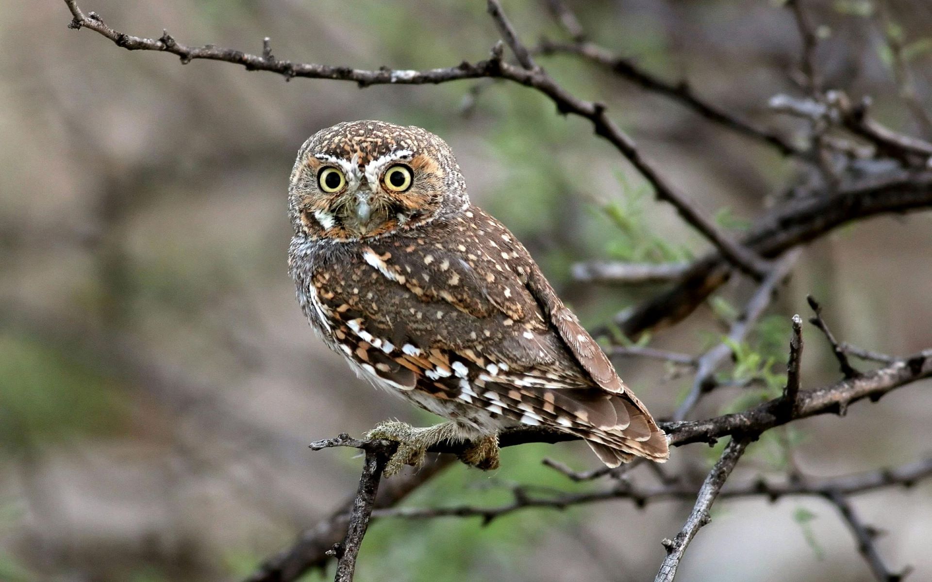 20-amazing-facts-about-elf-owls