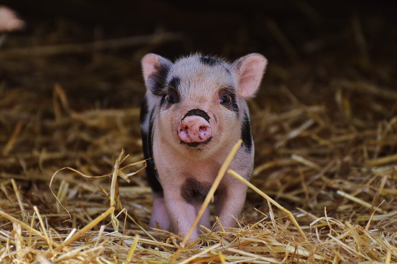 20-amazing-micro-pig-facts