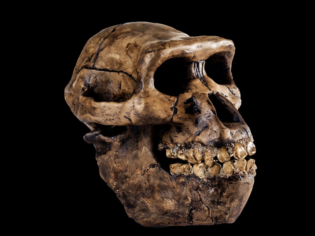 20-best-facts-about-early-humans