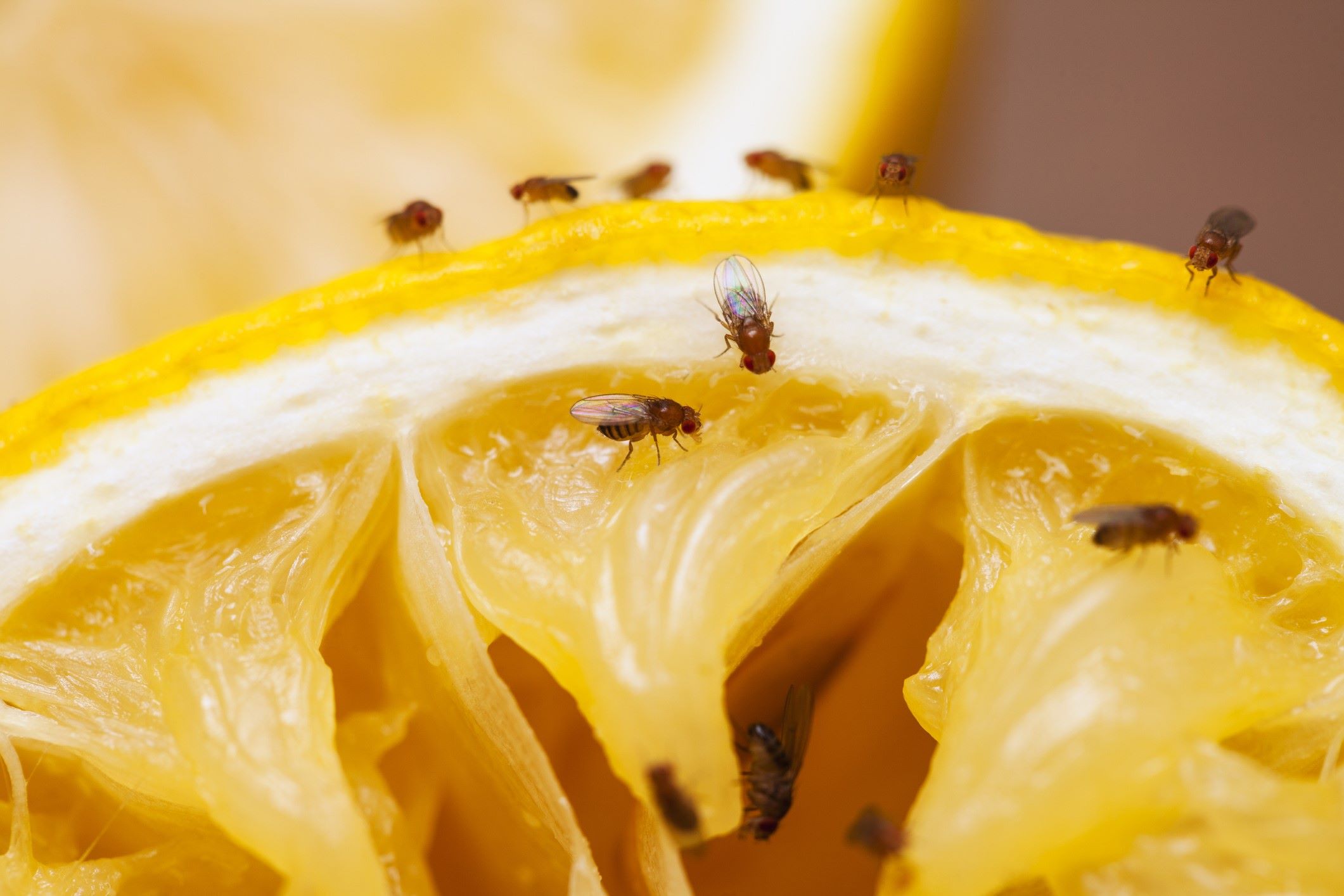 20-best-facts-about-fruit-flies