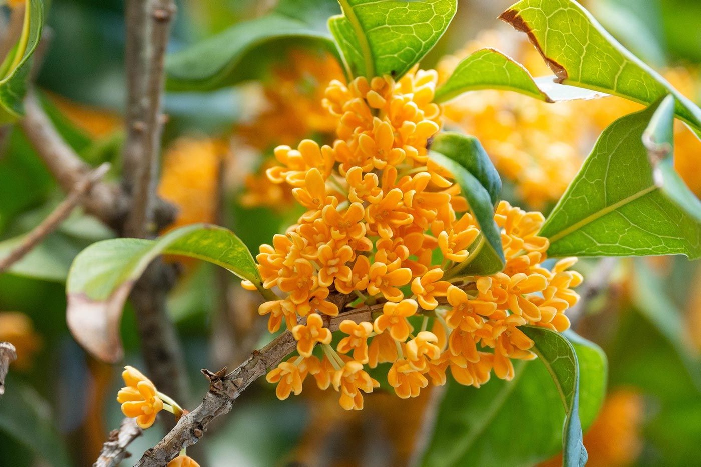 20-facts-about-osmanthus