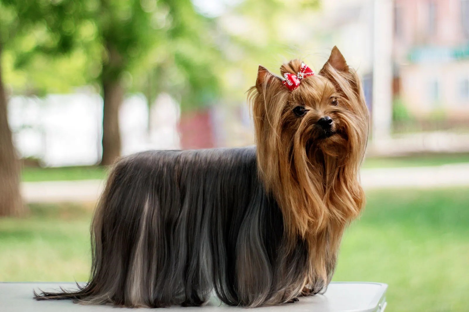 20-facts-about-yorkie-dog