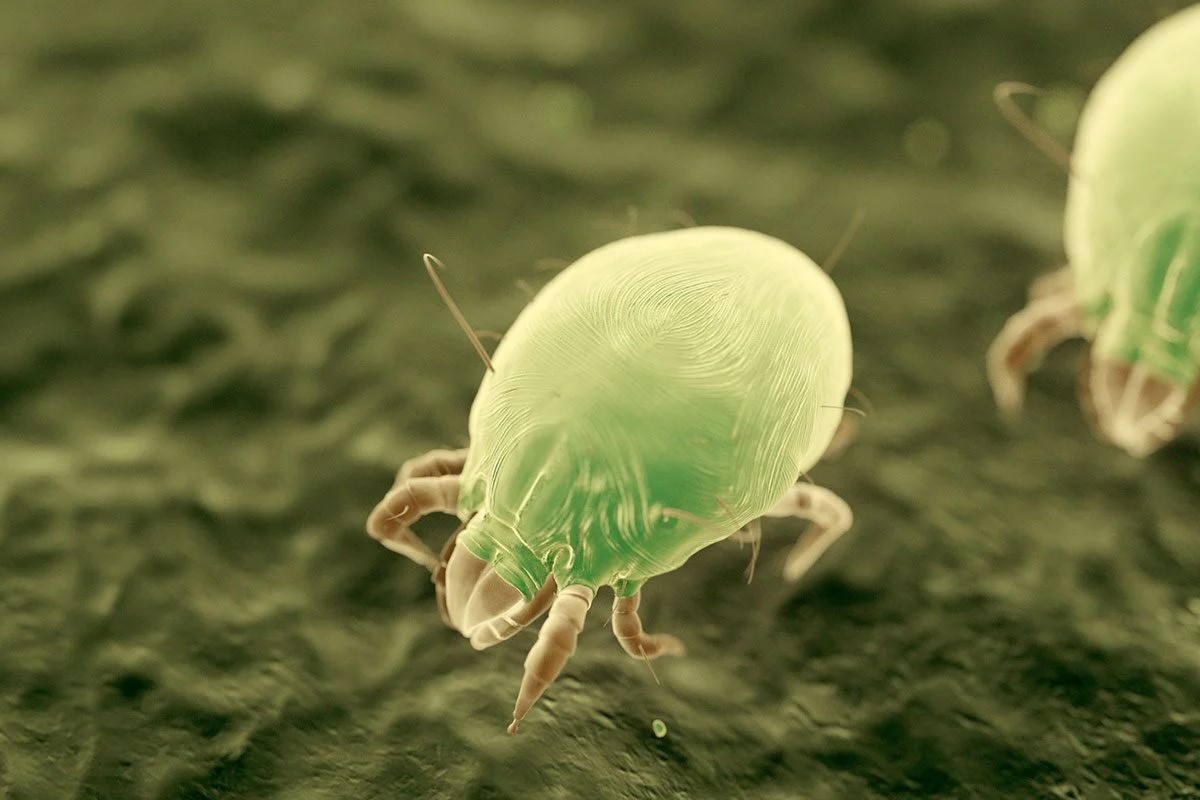 20-great-dust-mite-facts