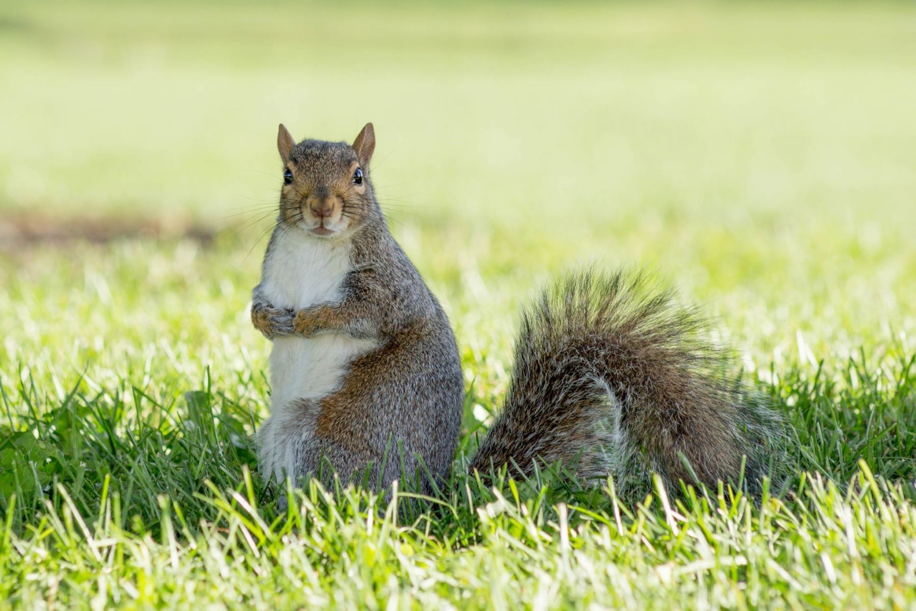 20-great-facts-about-gray-squirrels