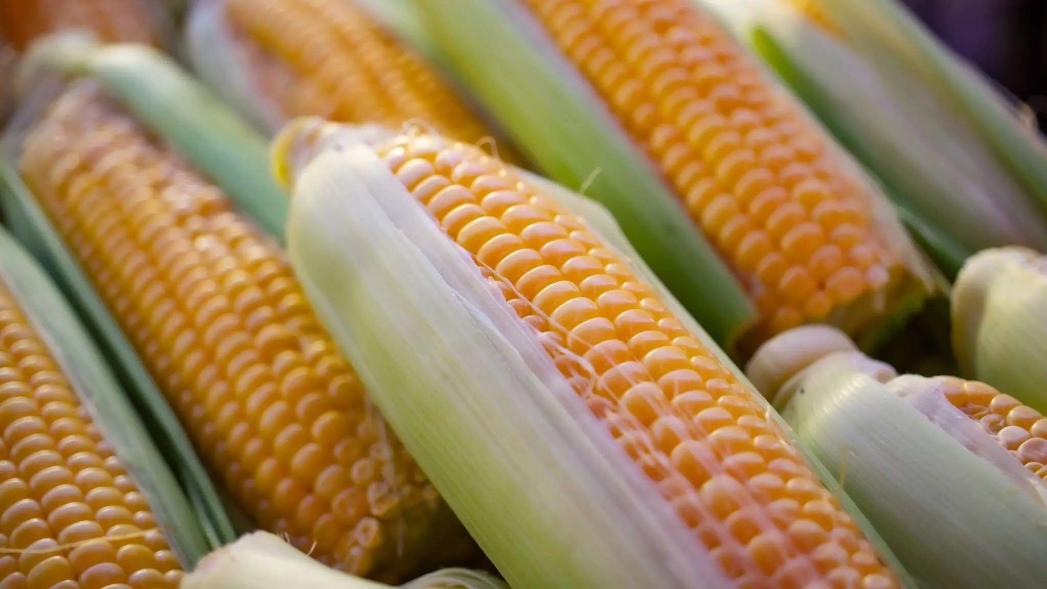 20-maize-facts