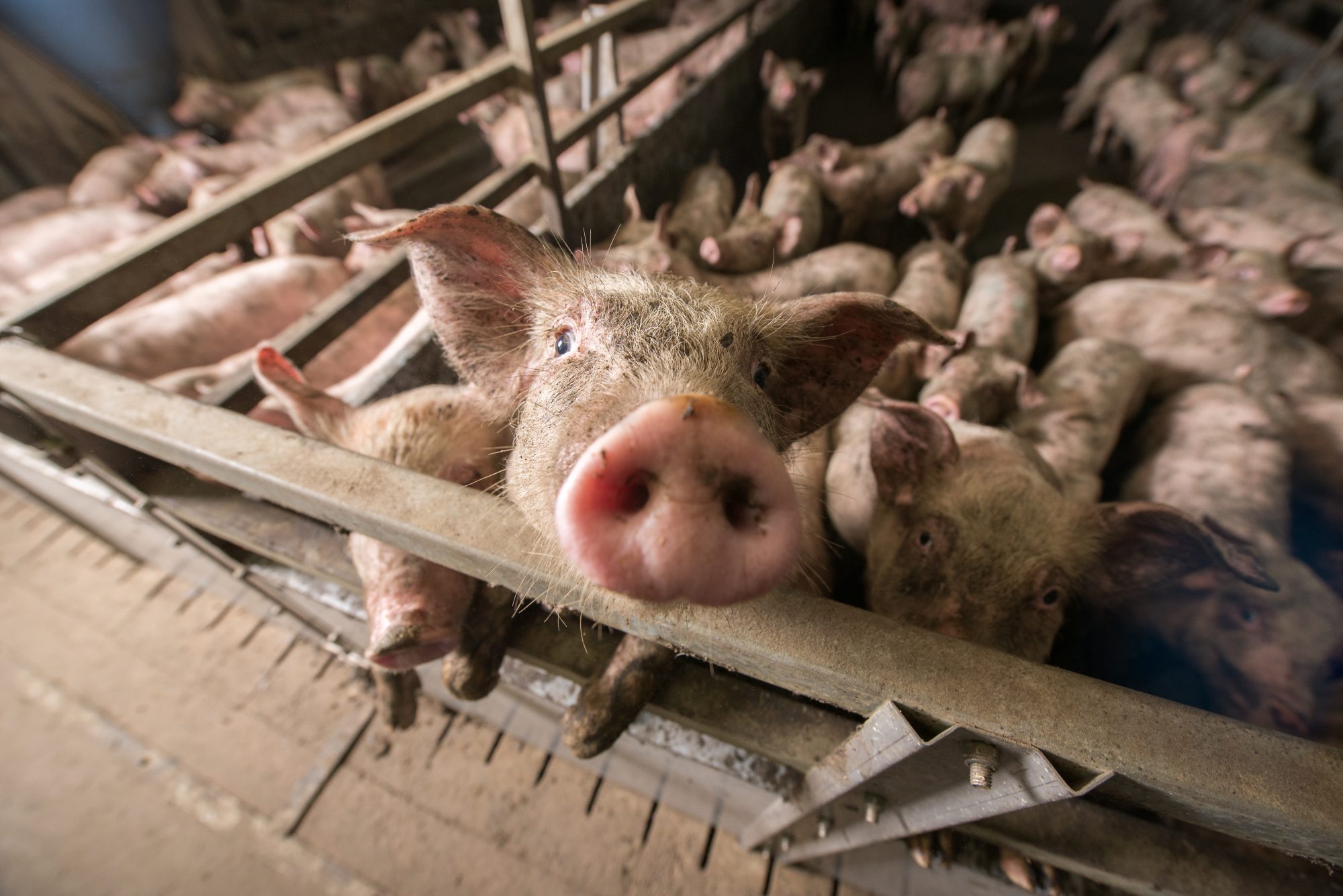 21-best-factory-farms-facts