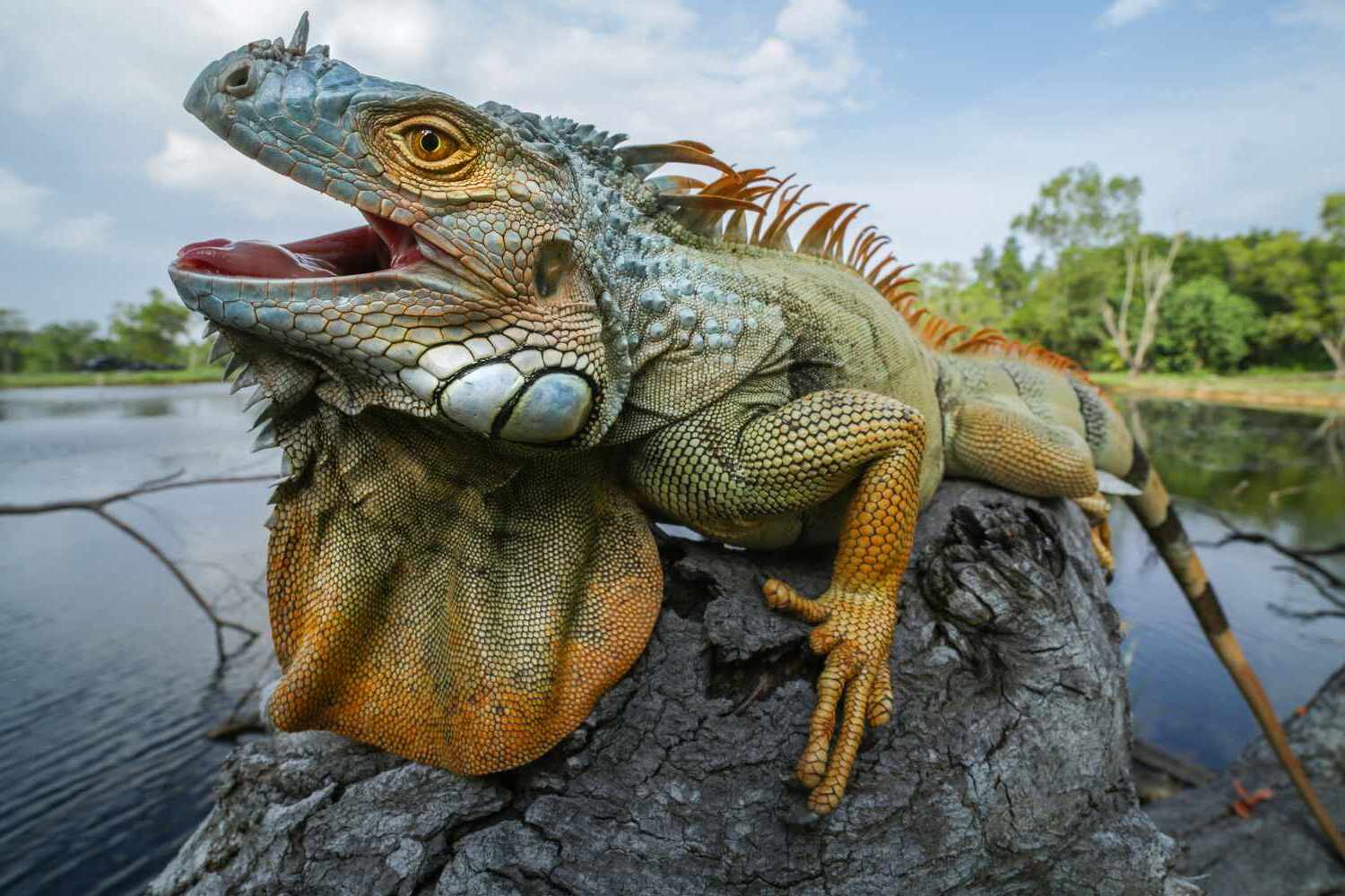 22-amazing-facts-about-the-green-iguana
