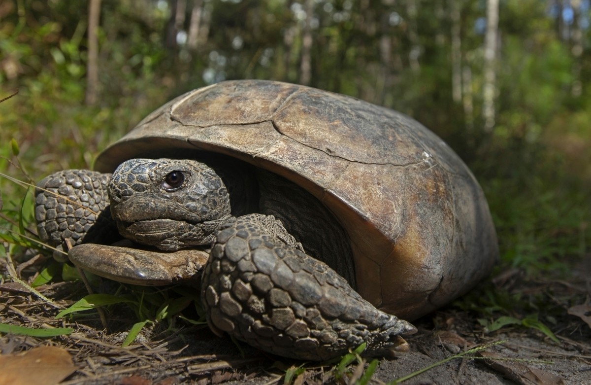 22-best-gopher-tortoise-facts