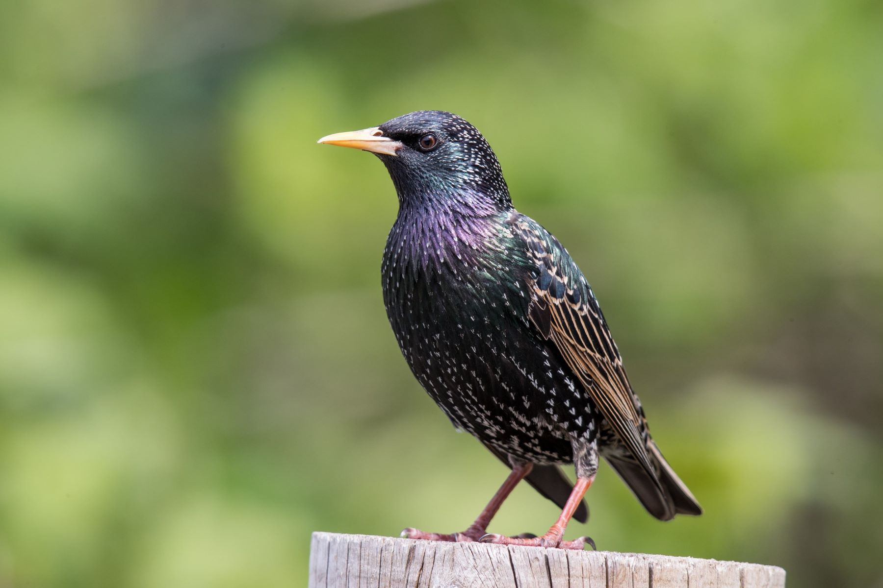 23 Amazing Starling Facts - Facts.net