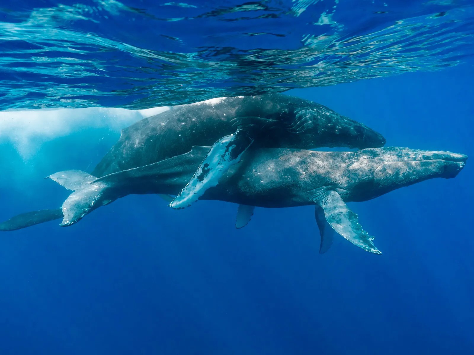 23-amazing-whale-mating-facts