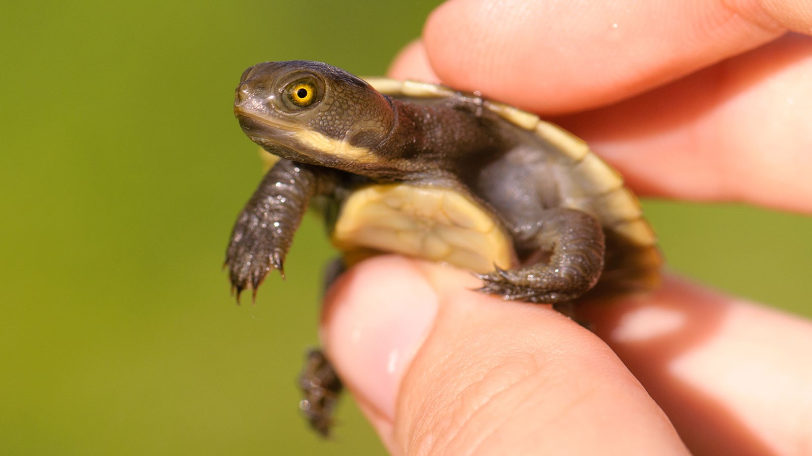 23-best-baby-turtle-facts