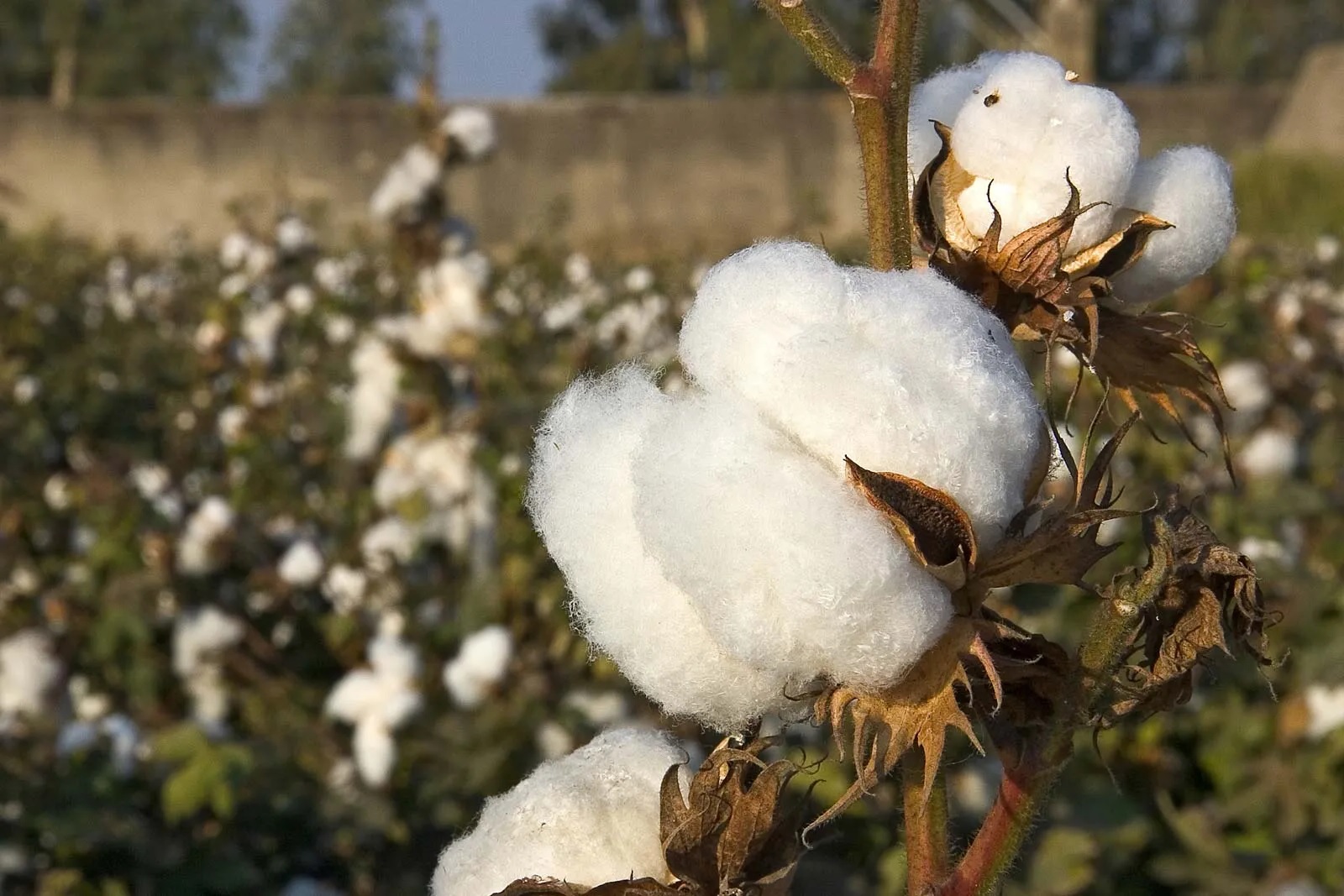 23-best-cotton-plants-facts