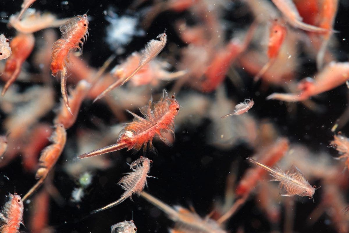 24-best-facts-about-brine-shrimp
