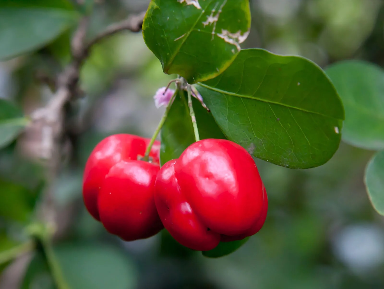 24-great-barbados-cherry-nutrition-facts
