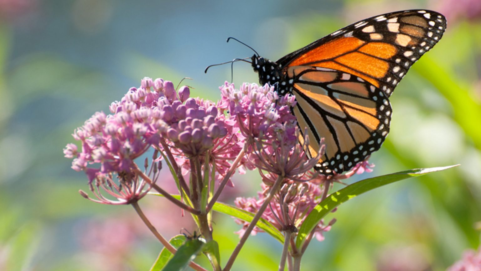 25 Butterfly-Friendly Plants - Facts.net