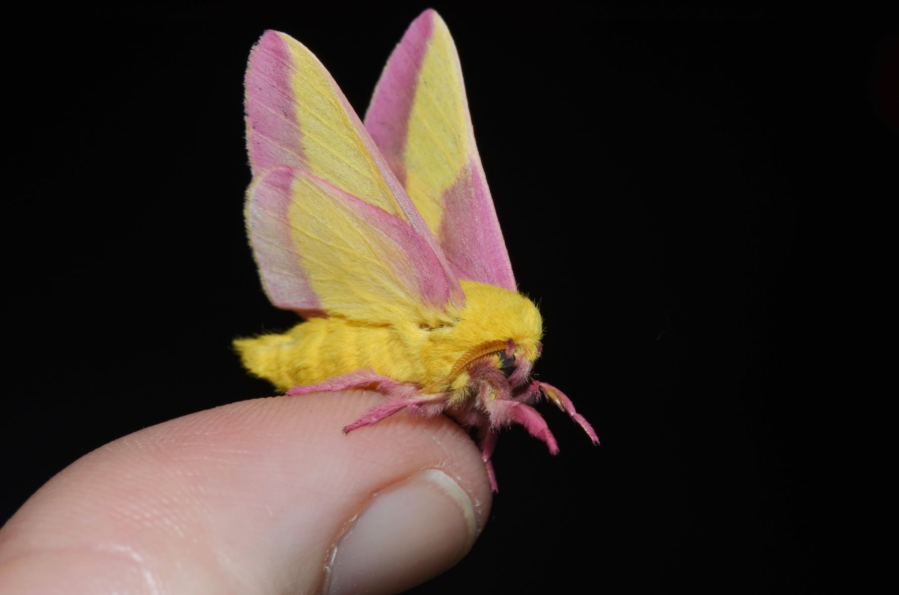 25-best-rosy-maple-moth-facts