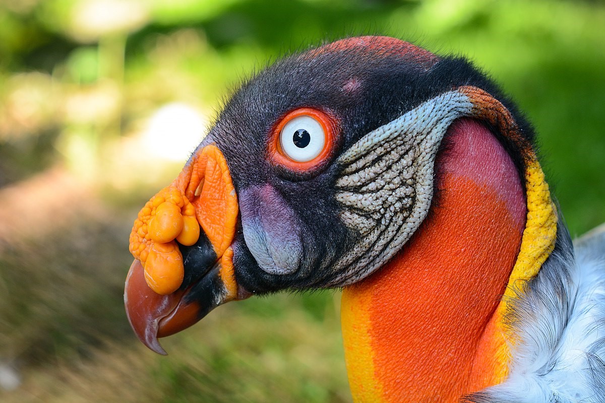26-amazing-king-vulture-facts