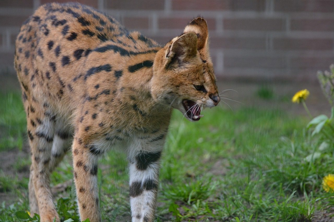 26-best-facts-about-servals