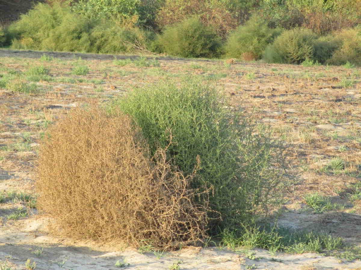 26-best-tumbleweed-facts