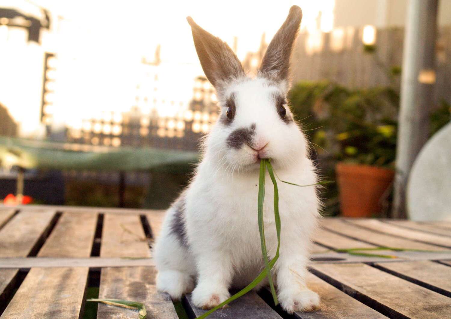 27-amazing-pet-rabbit-facts