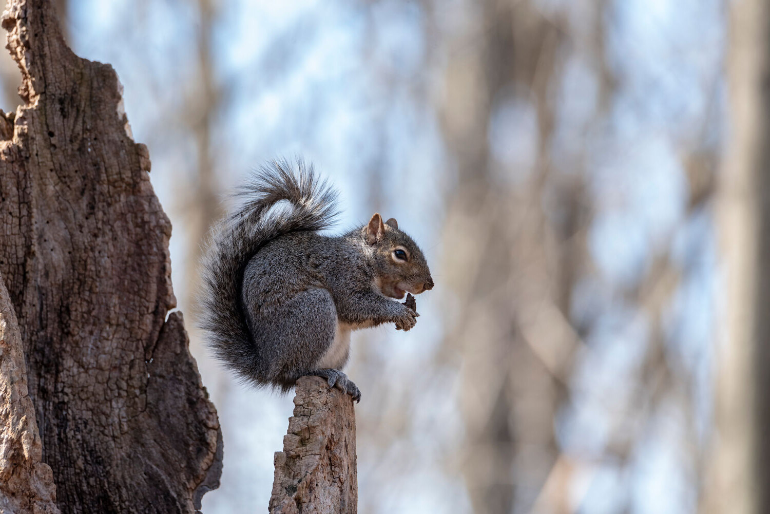 27-best-gray-squirrel-facts