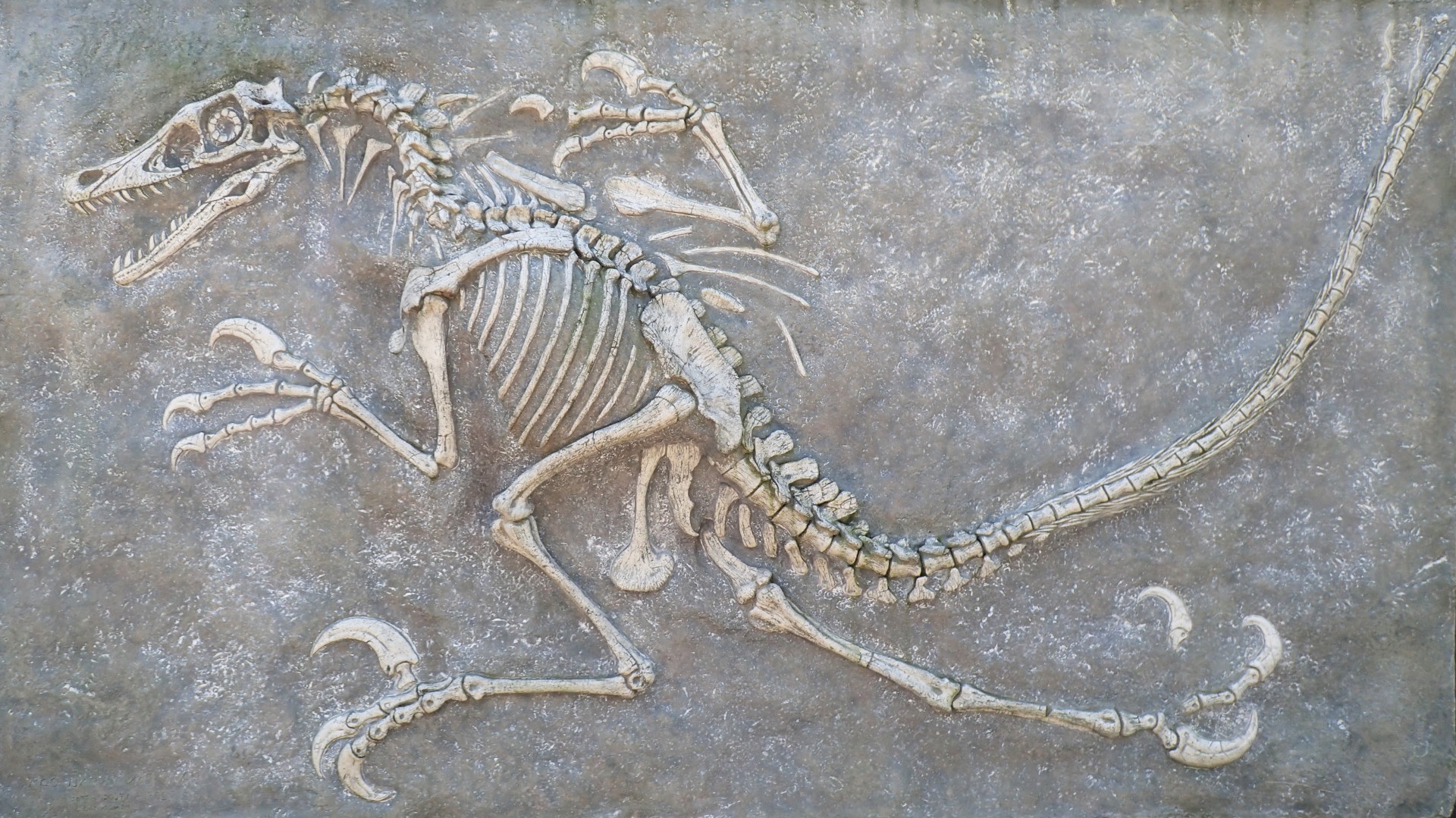 27-great-dinosaur-fossil-facts