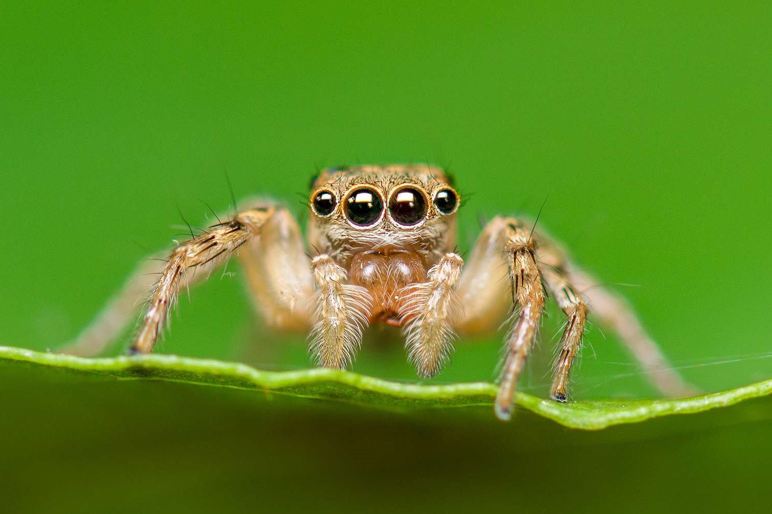 28-amazing-arachnids-facts