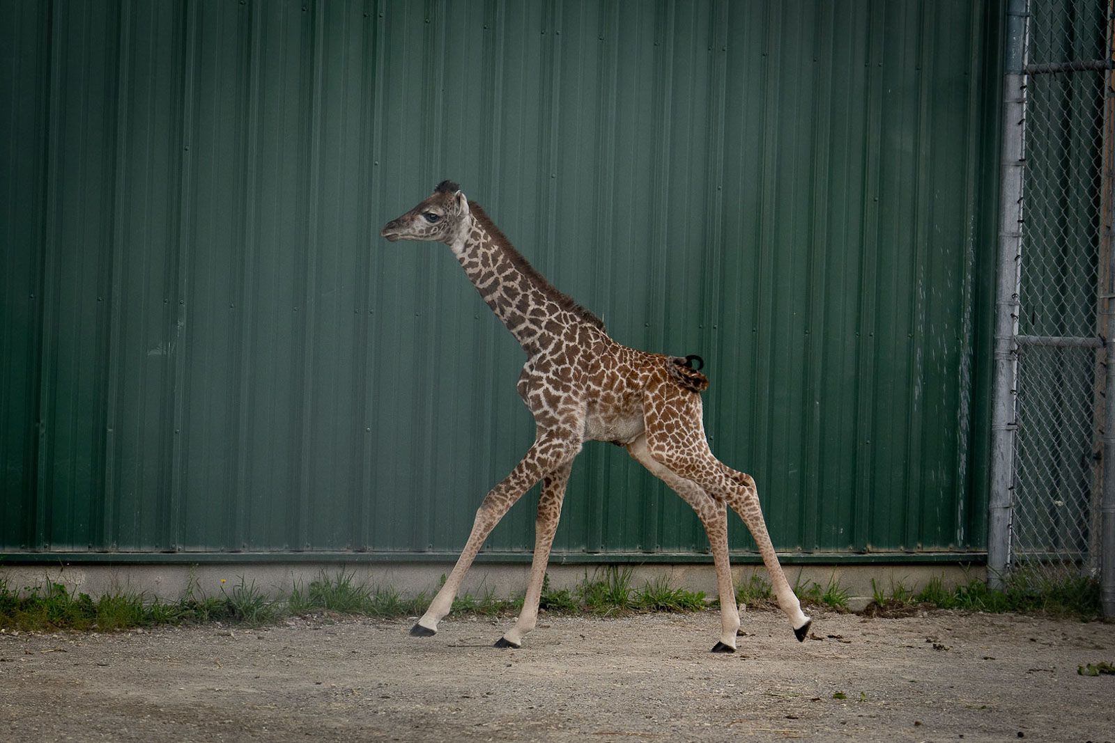 28-best-baby-giraffe-facts
