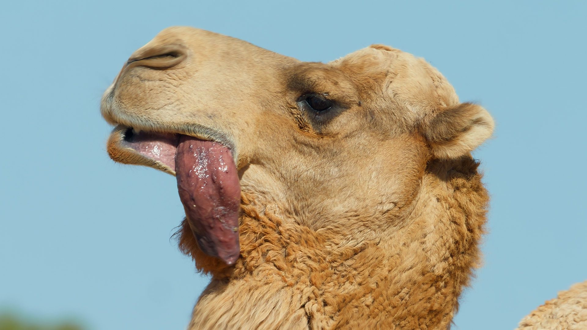 28-best-camel-tongue-facts
