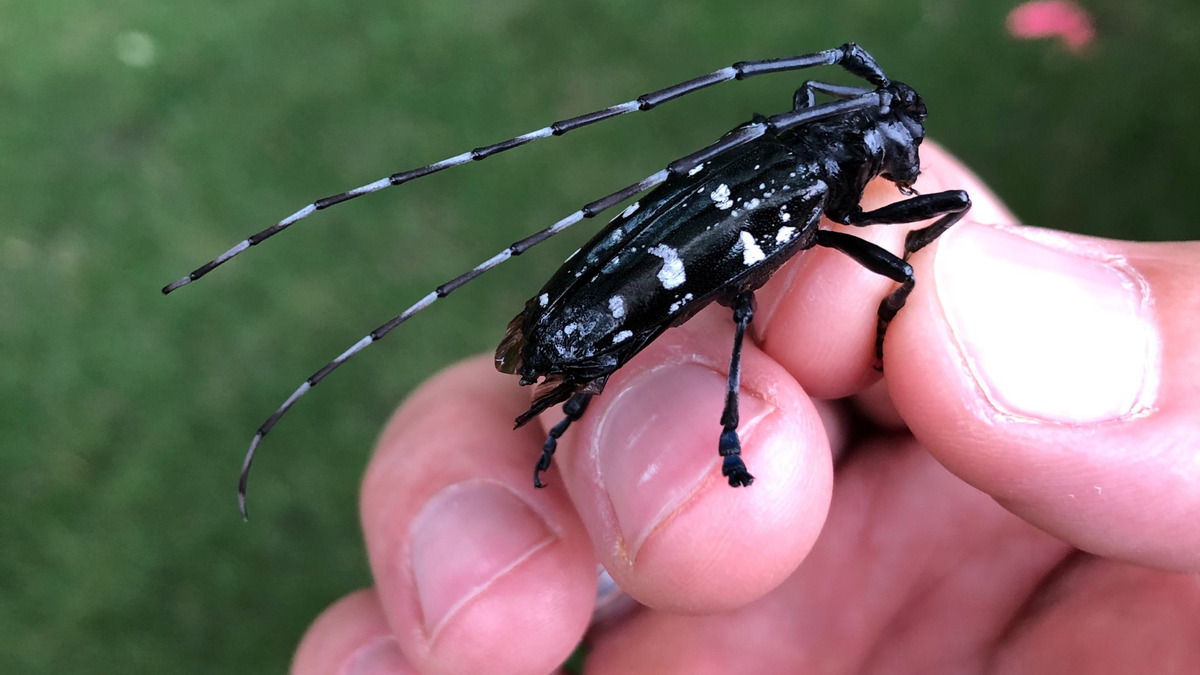 28-great-asian-longhorned-beetle-facts