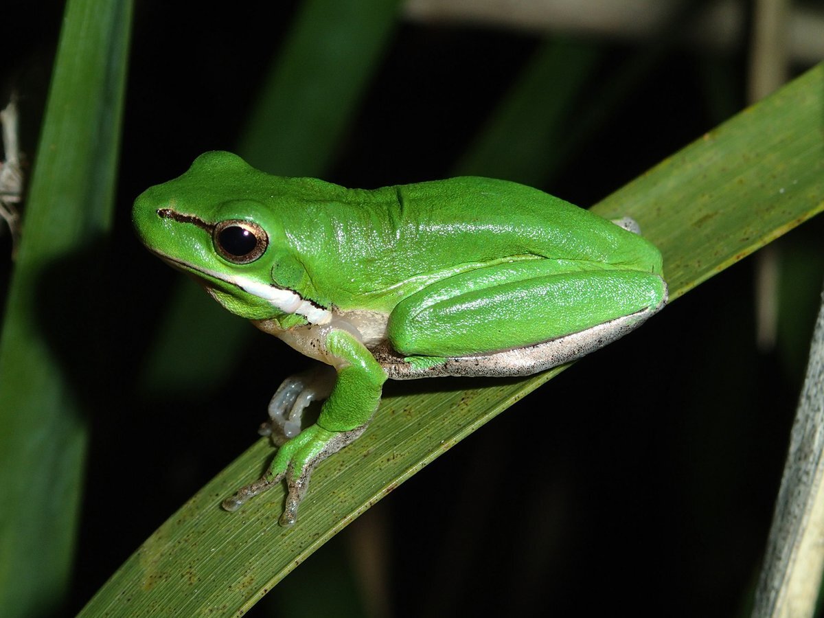 29-best-african-dwarf-frog-facts