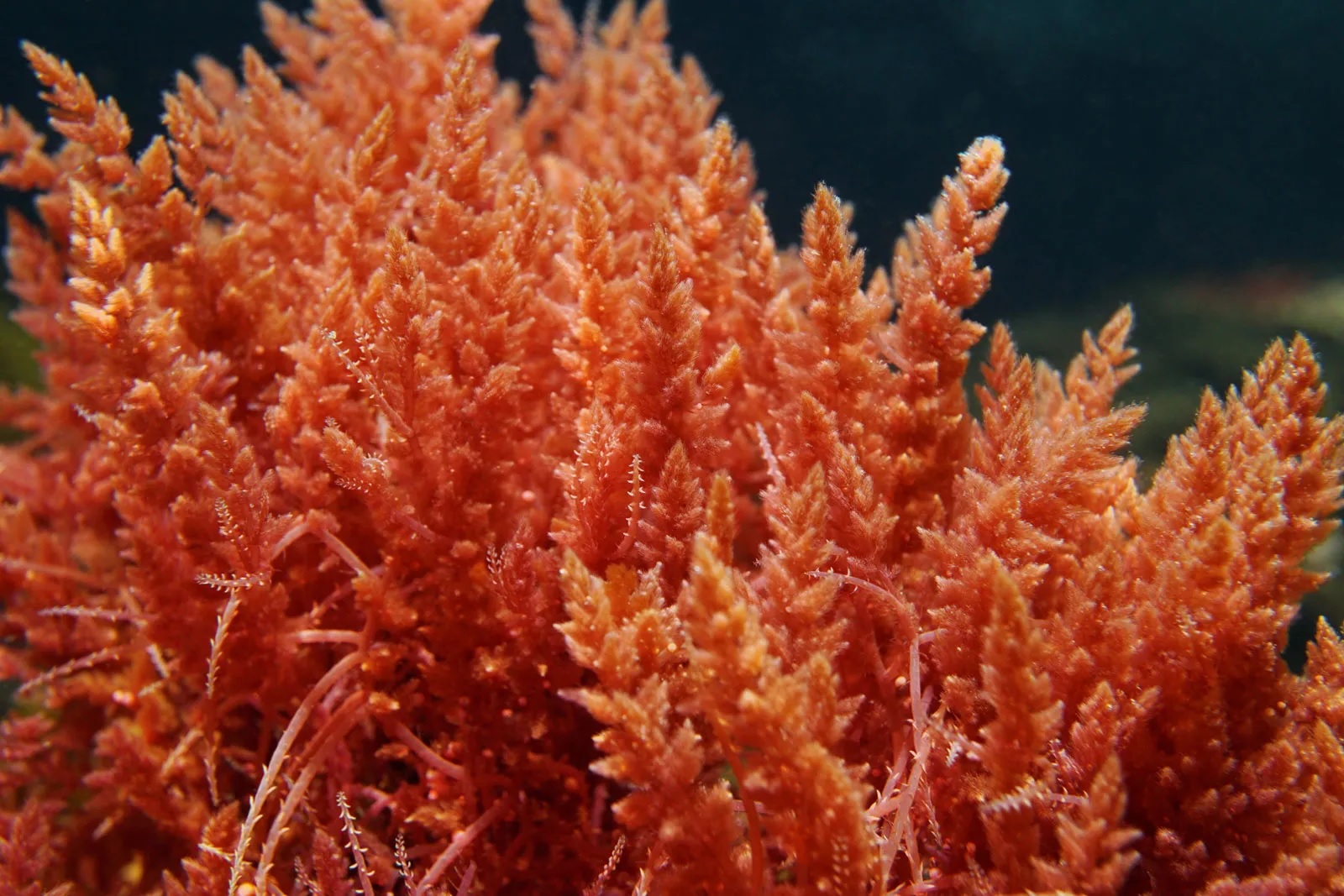 29-best-facts-about-red-algae