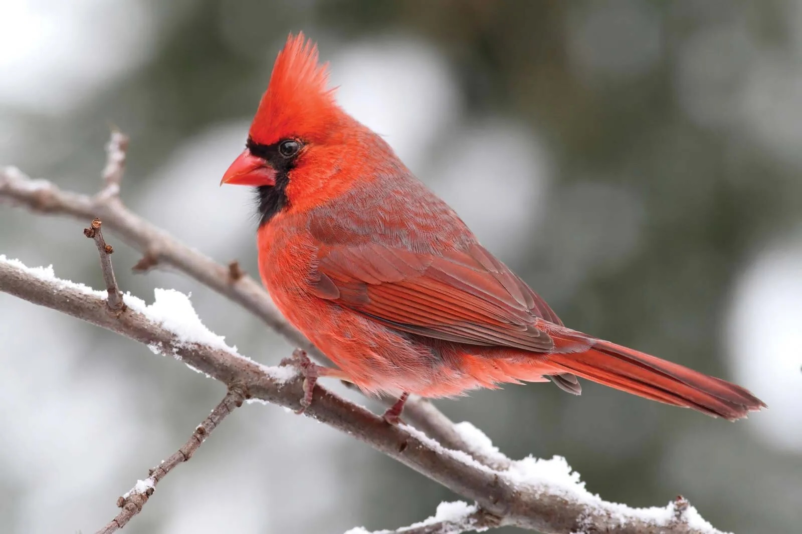 30-best-cardinal-facts-for-kids