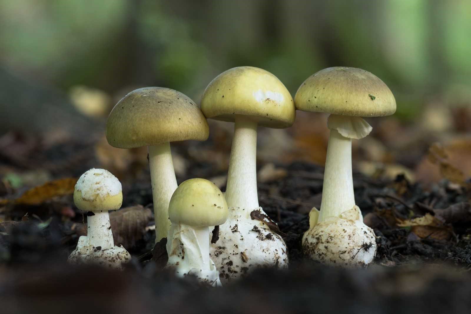 32-amazing-death-cap-mushroom-facts
