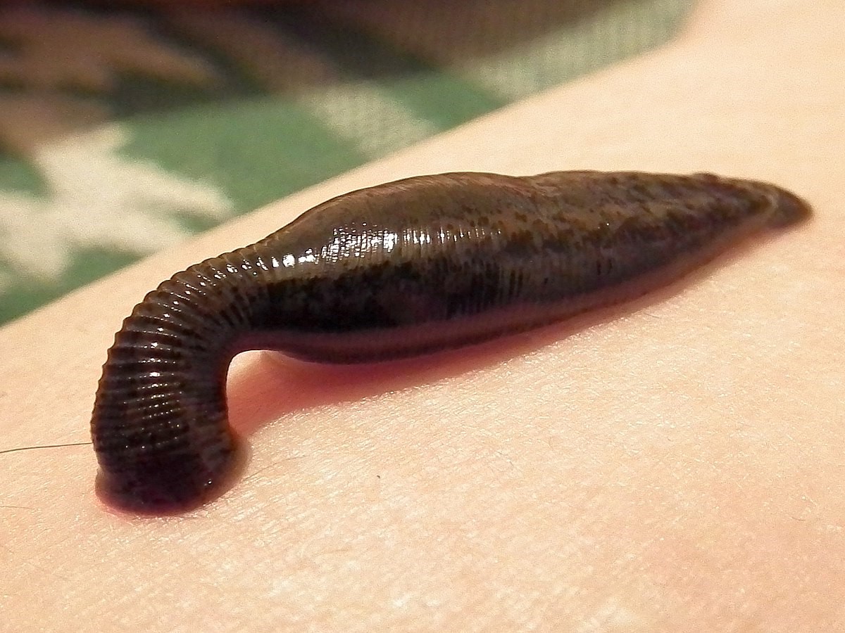 32-best-fun-facts-about-leeches
