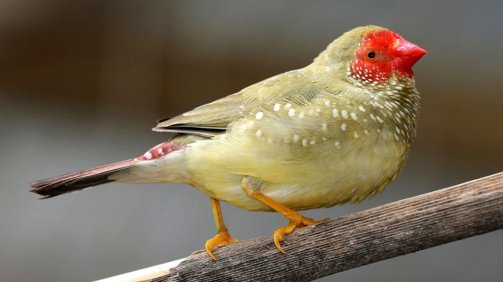 32-great-facts-about-finches