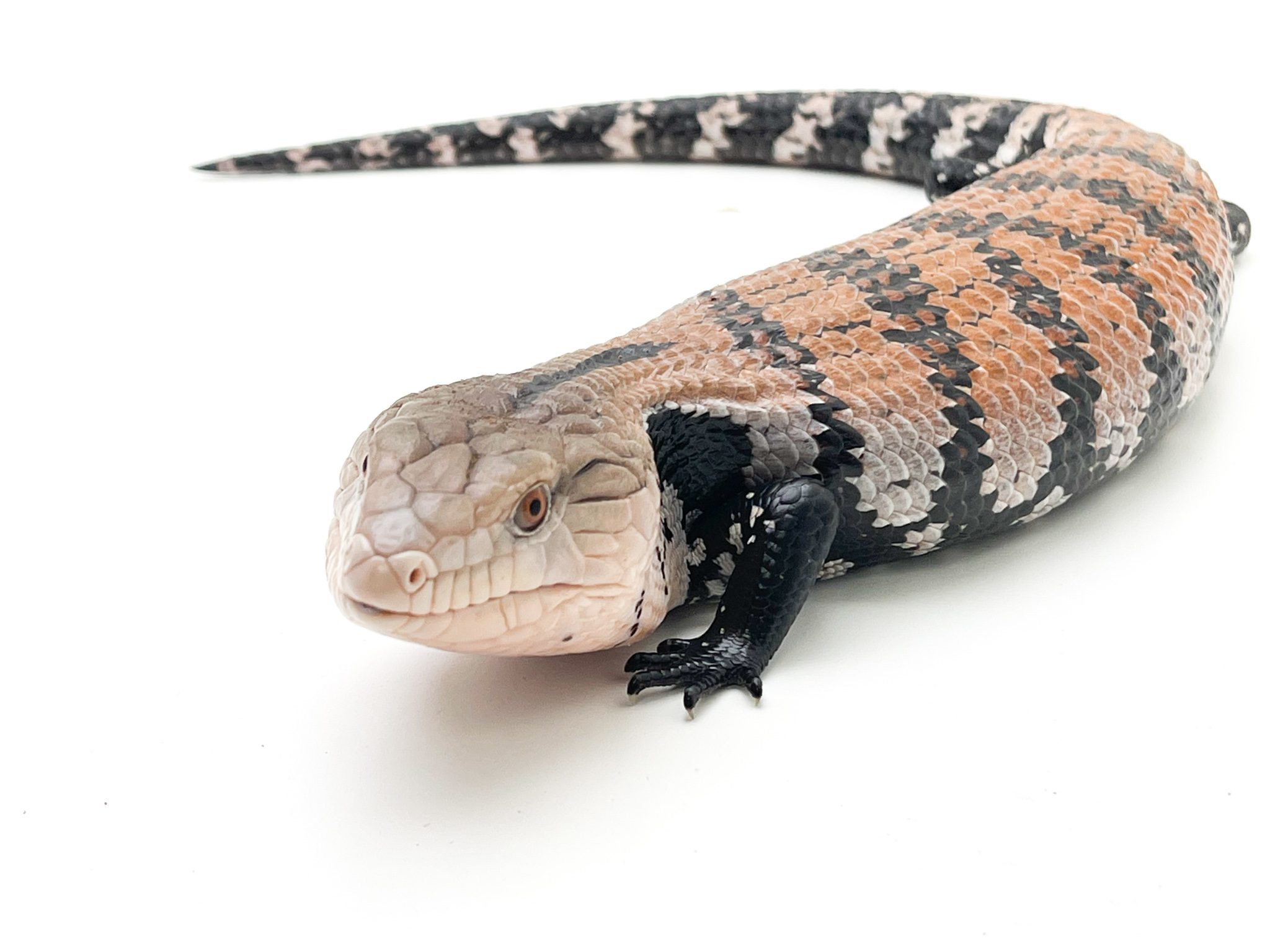 33-amazing-facts-about-blue-tongue-skinks