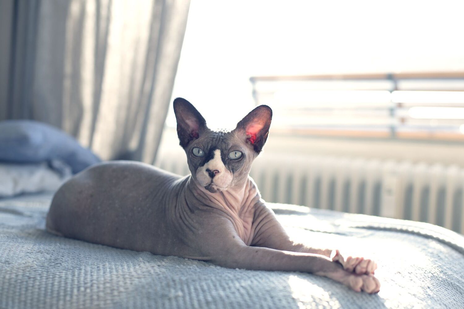 33-best-hairless-cat-facts