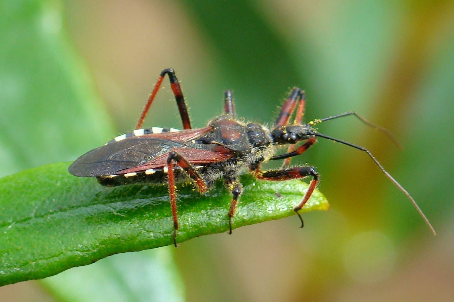 34-great-assassin-bug-facts