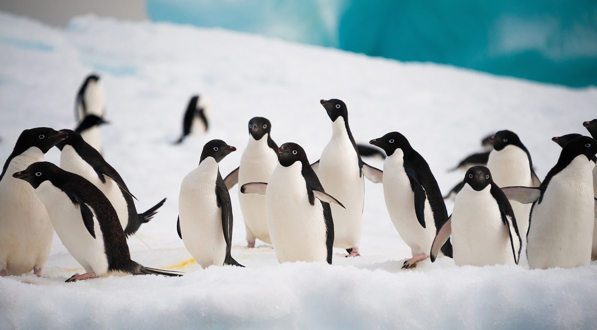 35-amazing-antarctic-animal-facts