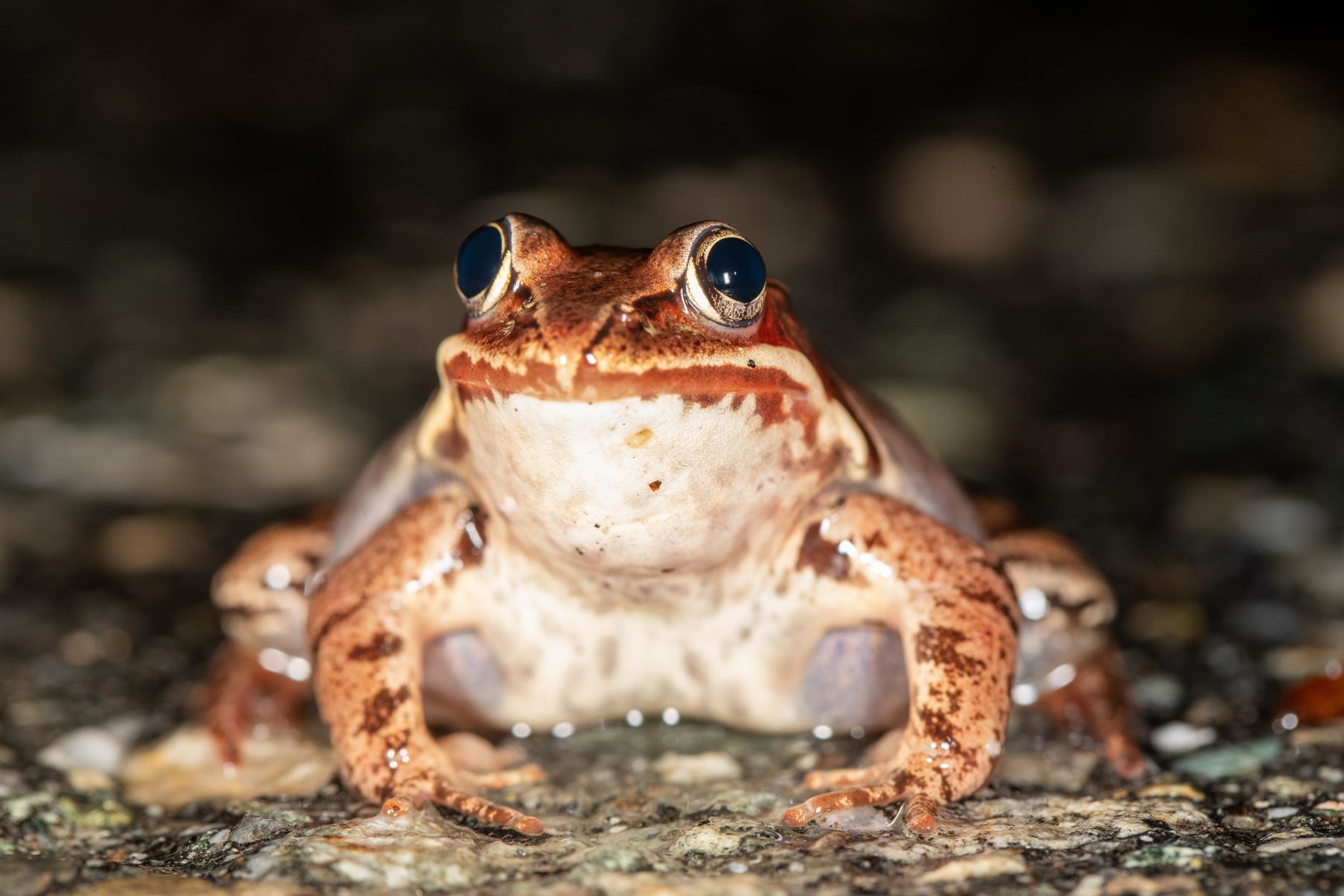 35-amazing-wood-frog-facts