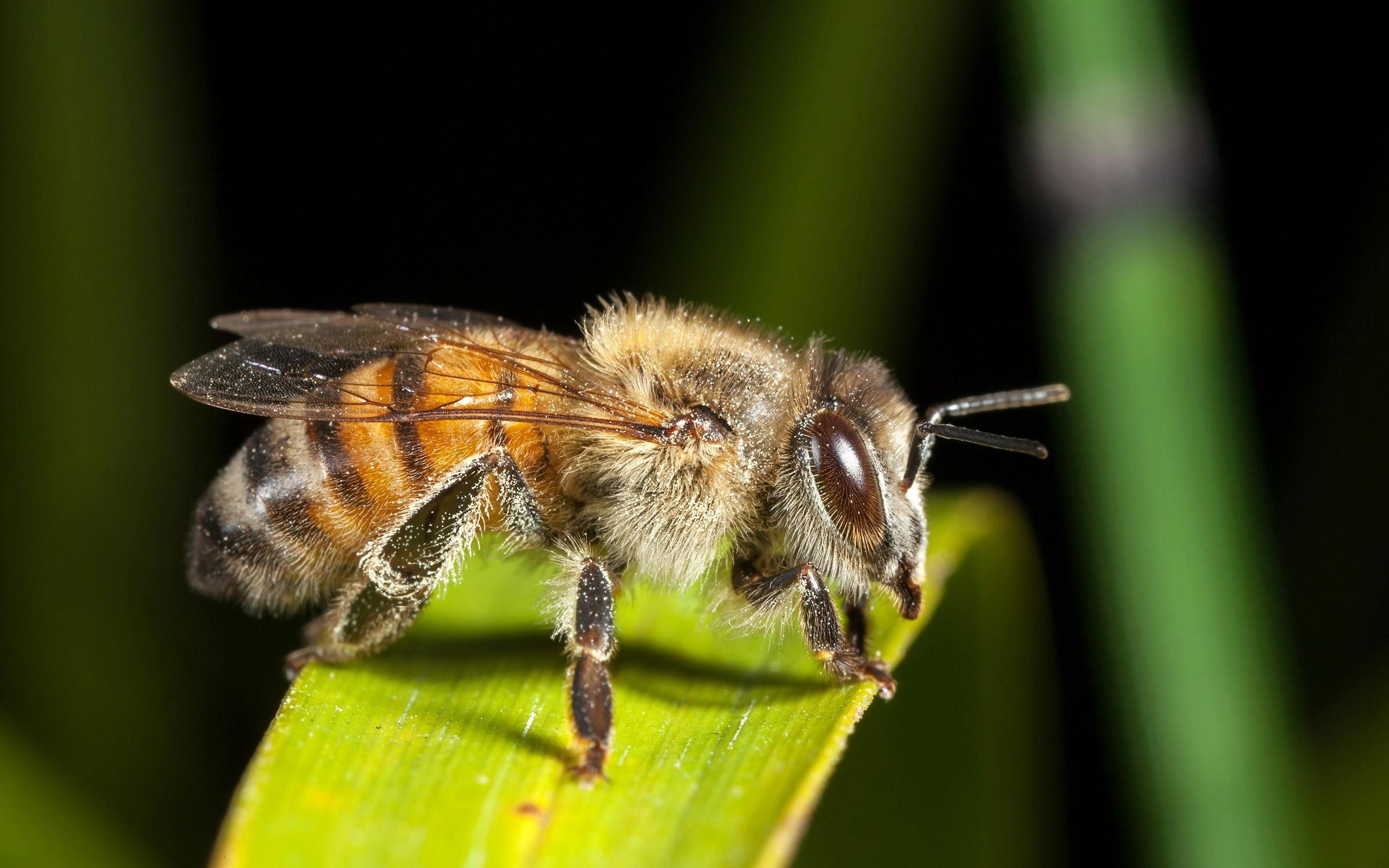 35-best-facts-about-killer-bees