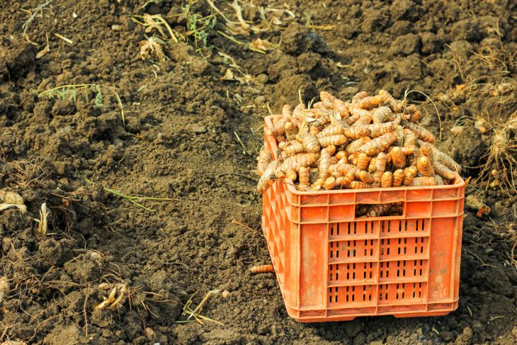 Turmeric root in agriculture field