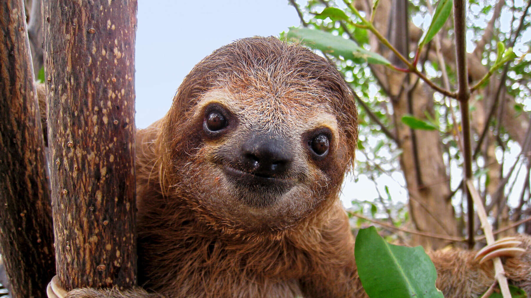 12-facts-about-3-toed-sloth