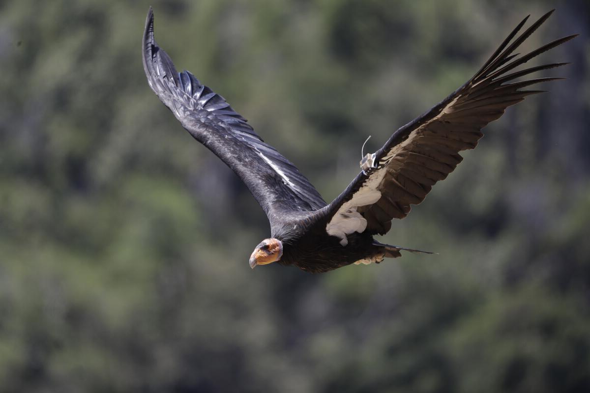 12-facts-about-california-condor