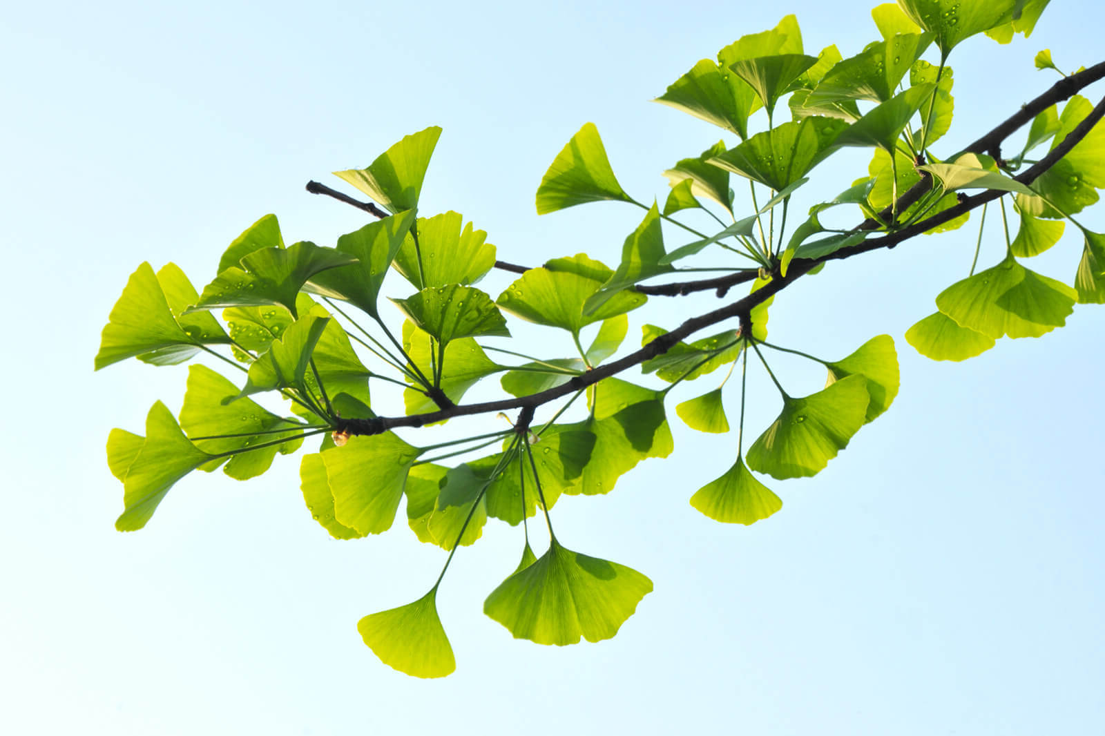 12-facts-about-ginkgo-tree-leaf