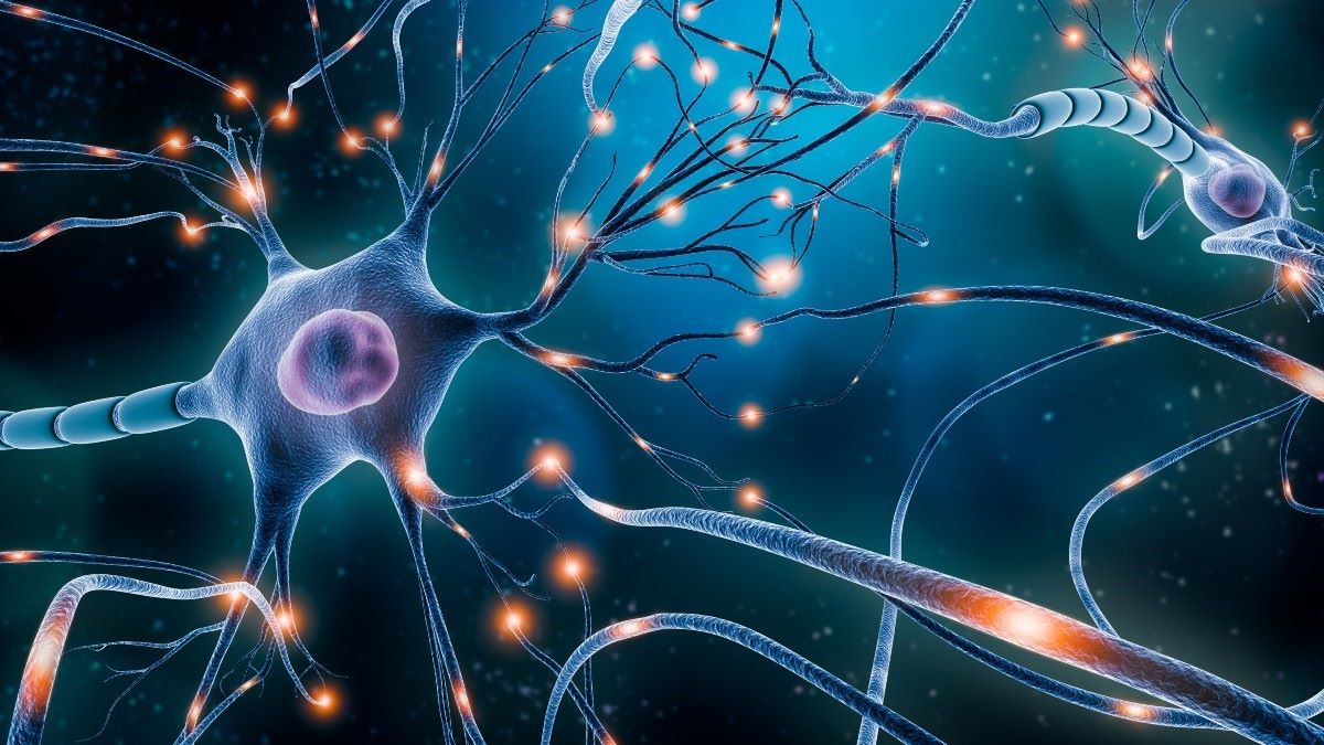12-facts-about-neuron