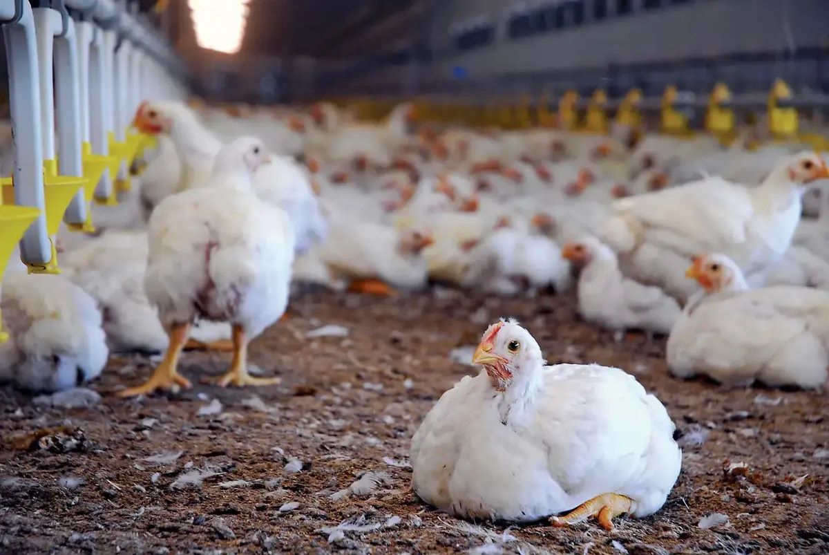 12-facts-about-poultry-industry