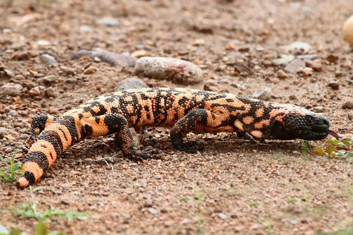 12-facts-about-venomous-lizards